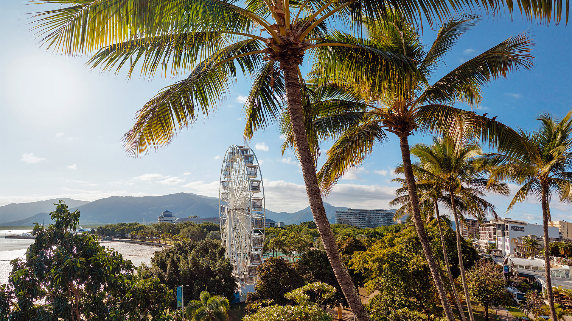 Far north Queensland palm trees